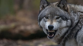 real wolf face