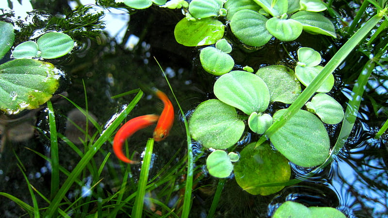 Small goldfish, aquatic plants, small, goldfish, duckweed, HD wallpaper