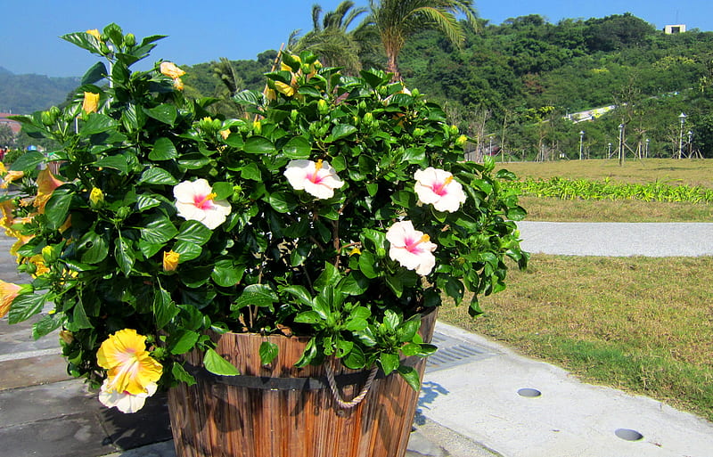 Seaside Park, mountain, hibiscus rosa-sinensis, seaside, park, HD wallpaper