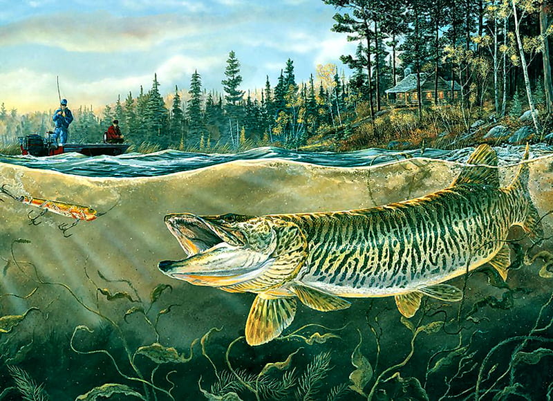 Muskie Bay, art, fish, bonito, illustration, artwork, painting, wide screen, wildlife, fishing, HD wallpaper