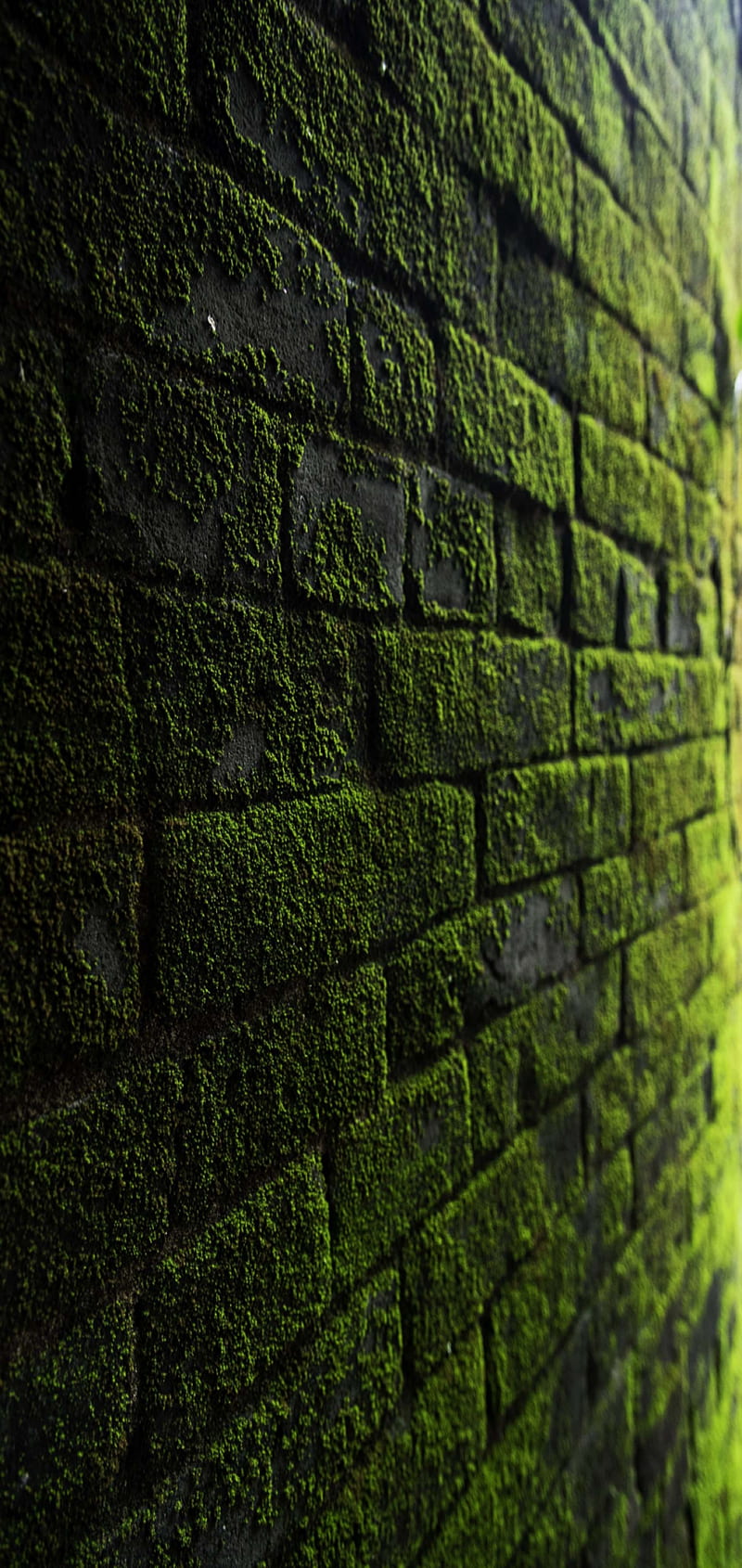 Green wall, green, wall, HD phone wallpaper