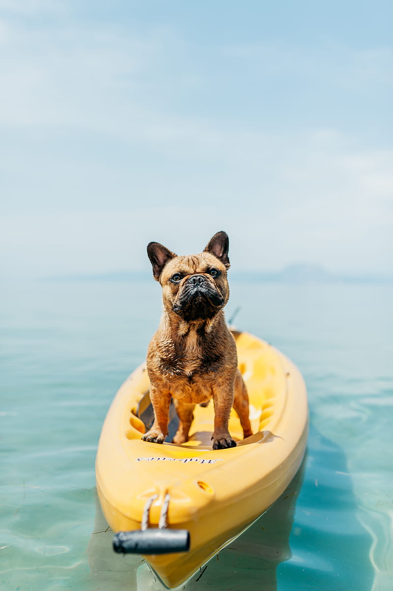adult brown French bulldog standing on kayak, HD phone wallpaper