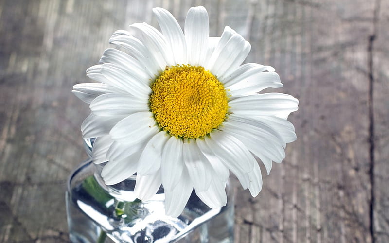 Marguerite, sunlight, daisies, glass, water, flower, petals, white, daisy, HD wallpaper