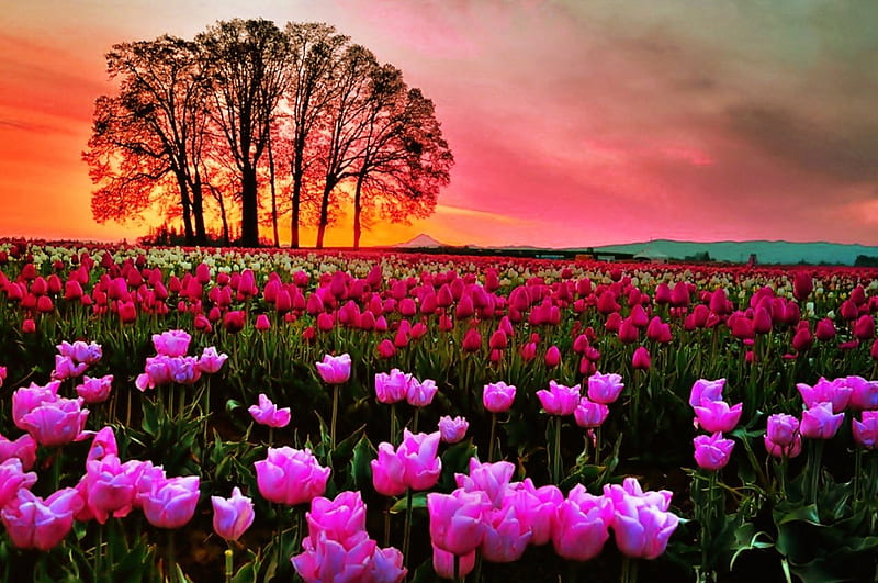 Sunset field, pretty, amazing, colorfuil, lovely, fiery, bonito, sunset, spring, sky, tree, summer, tulips, field, meadow, HD wallpaper