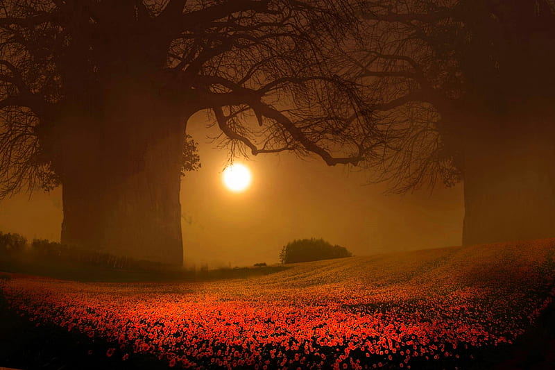 Mystical Dawn, dawn, ethereal, flowers, bonito, trees, fog, HD wallpaper Mystical Dawn, dawn, ethereal, flowers, bonito, trees, fog, HD wallpaper