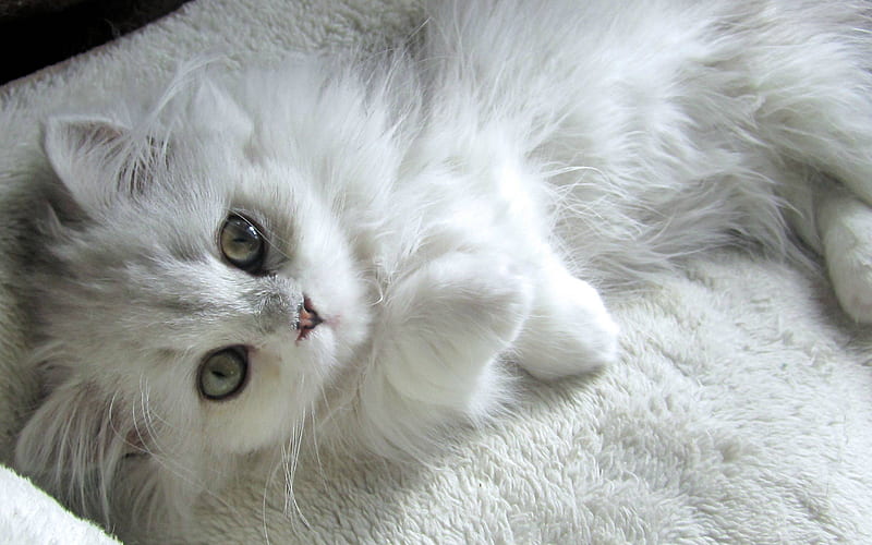 Turkish Van, pets, white cat, kitten, cute animals, cats, Turkish Van Cat, domestic cat, HD wallpaper