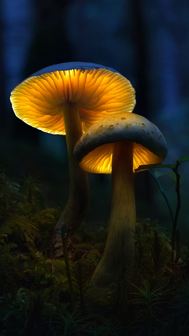 light mushroom, night, HD phone wallpaper