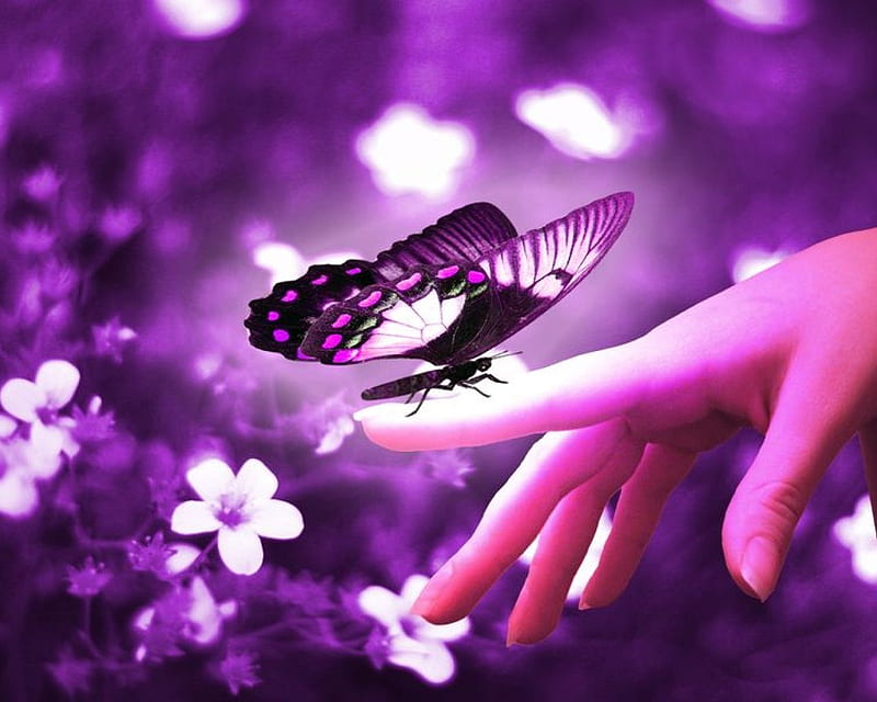 Purple Butterfly, wings, flutter, purple, butterfly, HD wallpaper