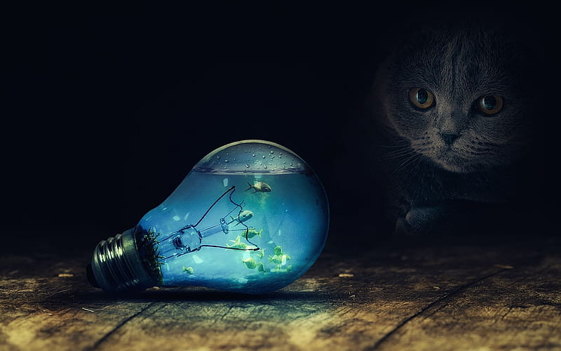 Light bulb for cats, fish, light bulb, black, cat, creative, situation, fantasy, funny, pisica, blue, HD wallpaper
