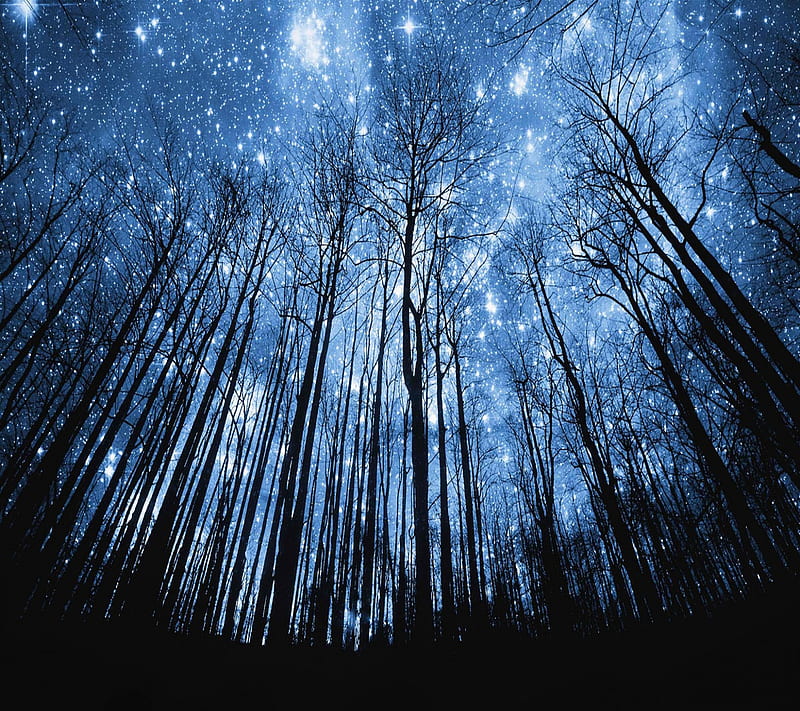 forest stars, cool, nature, nice, night, HD wallpaper