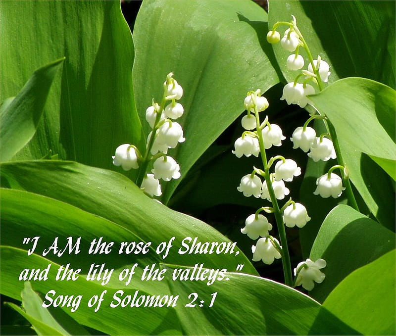 lilly-of-the-valley-for-lobbygow-solomon-bible-lilly-of-the-valley