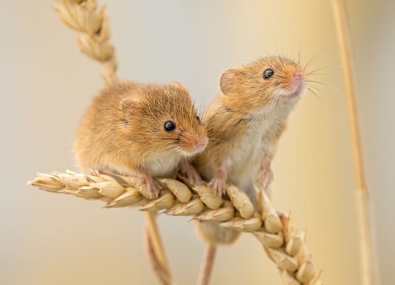 Mice, cute, soricel, harvest mouse, rodent, couple, animal, HD wallpaper