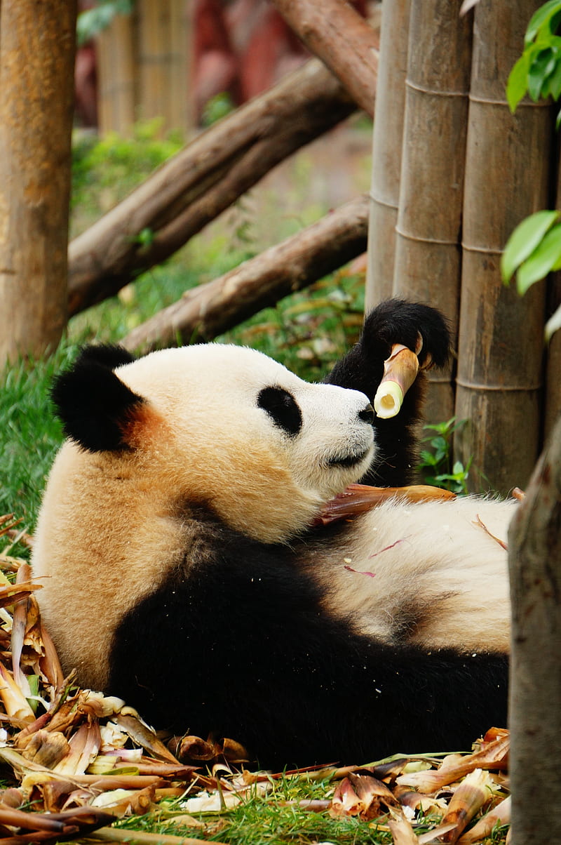 panda, bamboo, trees, animal, HD phone wallpaper