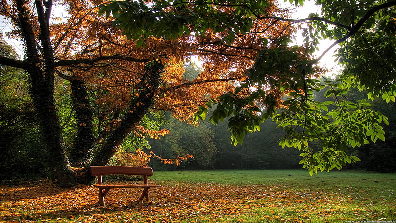 Brown Wooden Bench And Autumn Leaves On Grass Covered Field Near Tree During Daytime Nature, HD wallpaper