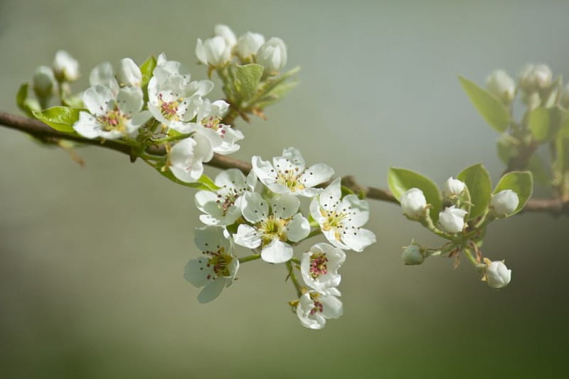 Apple blossom, apple, spring, blossom, white, HD wallpaper