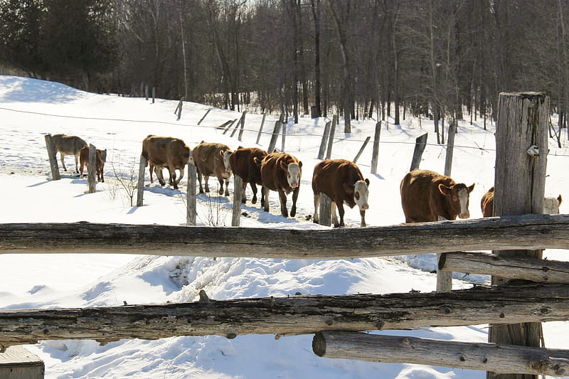 Single File, graphy, Snow, Cows, Fence, Animals, Winter, HD wallpaper