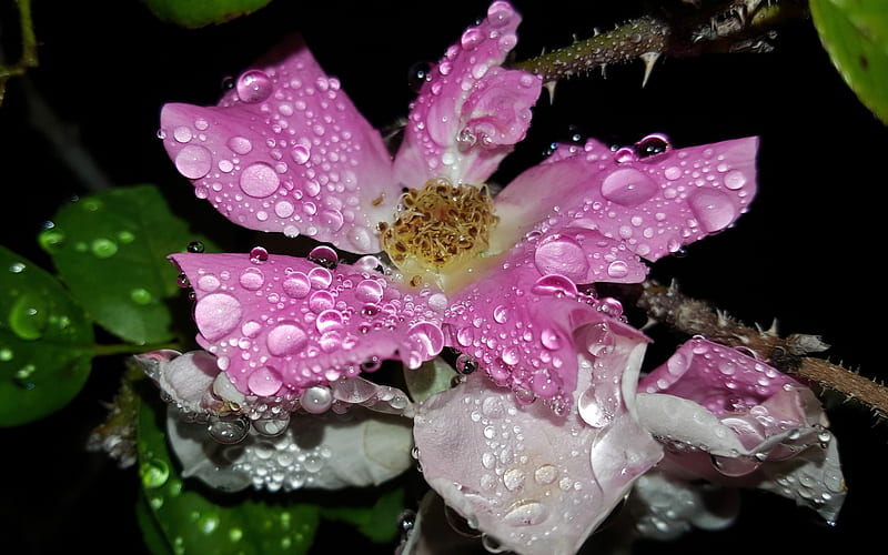 raindrops on the petals, cute, flower, rose, raindrops, HD wallpaper