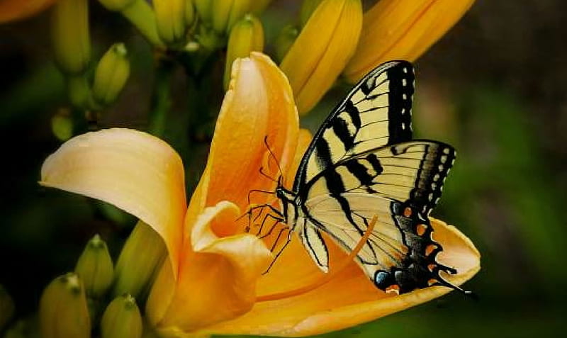 Butterfly, insect, yellow, flower, entomology, HD wallpaper