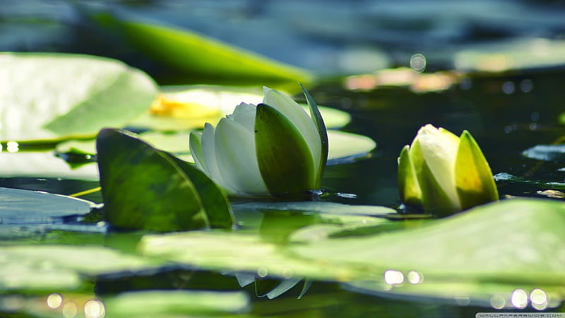 Water Lily, Pond, Green, White, Flowers, HD wallpaper