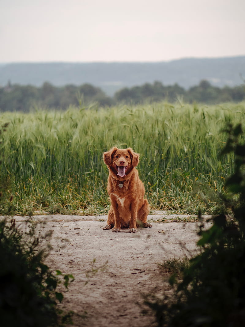 retriever, dog, protruding tongue, grass, HD phone wallpaper