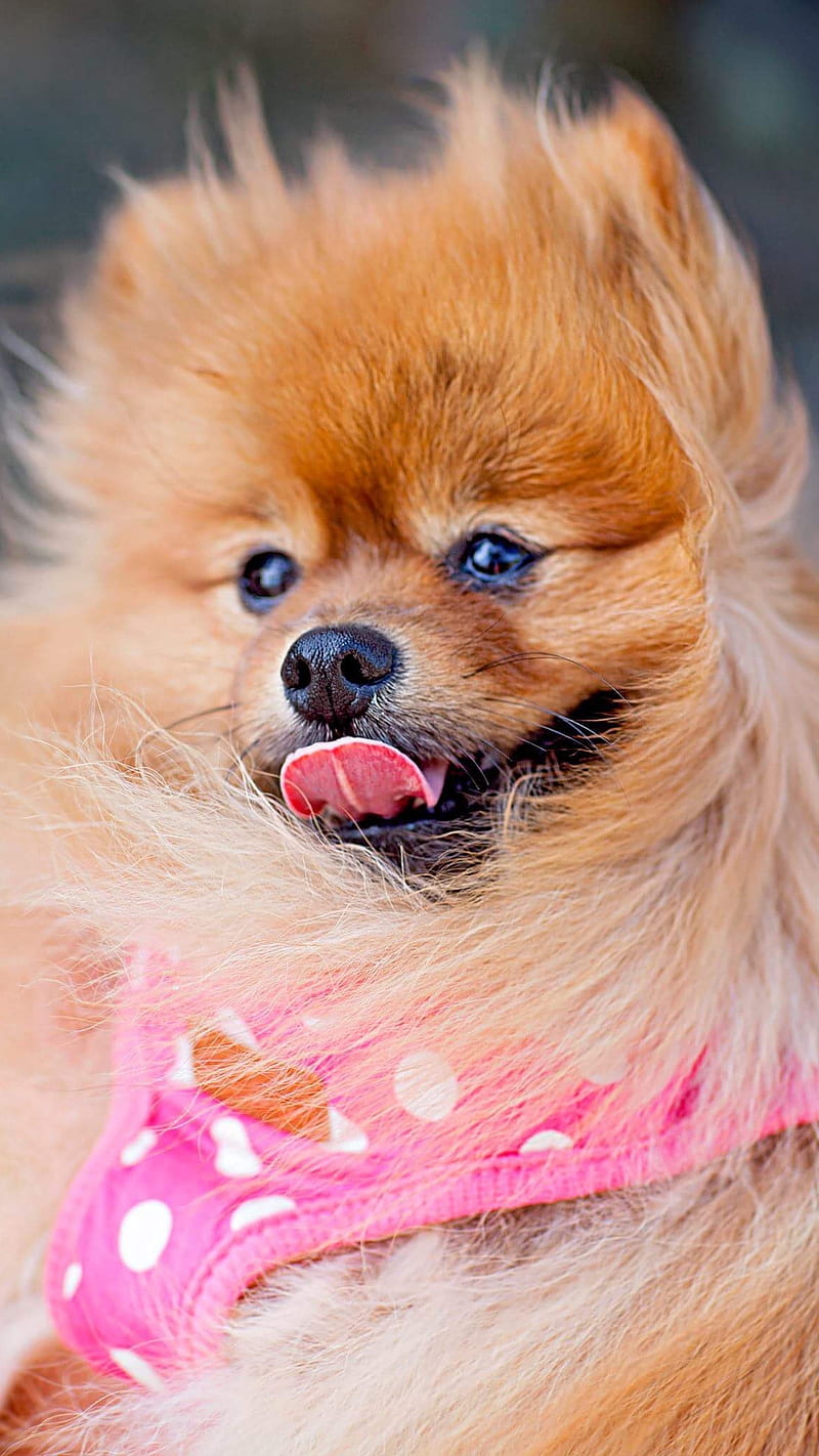 Cute canine dog , funny, animal, pet, HD phone wallpaper