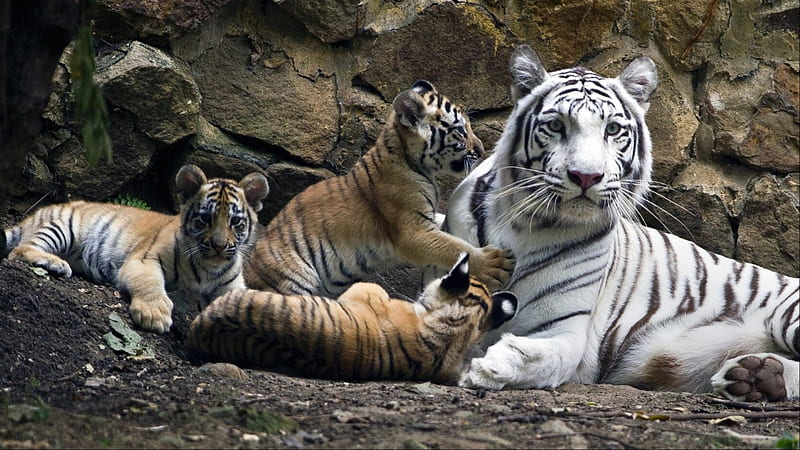 Momma Tiger, white tiger, big, cubs, mother, cats, animals, HD wallpaper