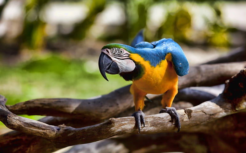 macaw, bokeh, parrots, wildlife, colorful parrot, Ara macao, Ara, HD wallpaper