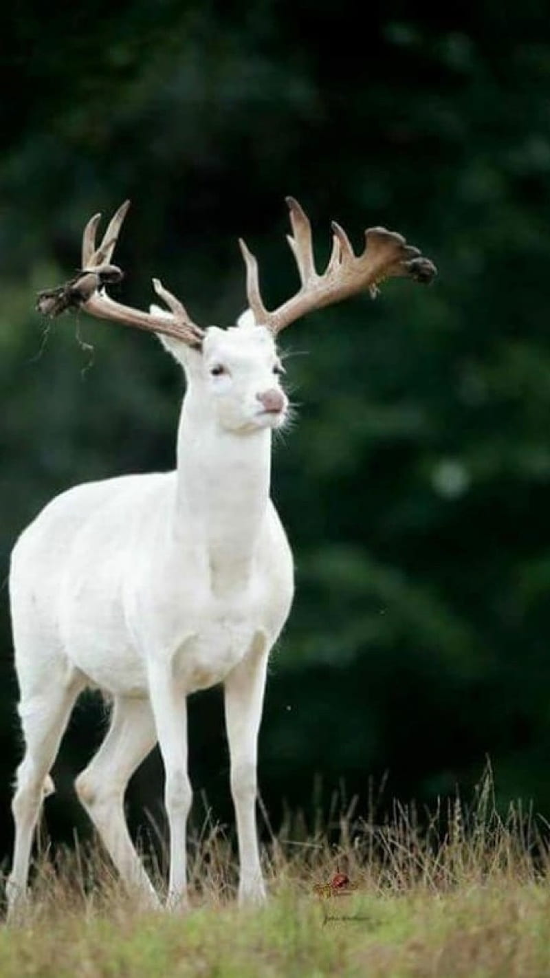white deer, HD phone wallpaper