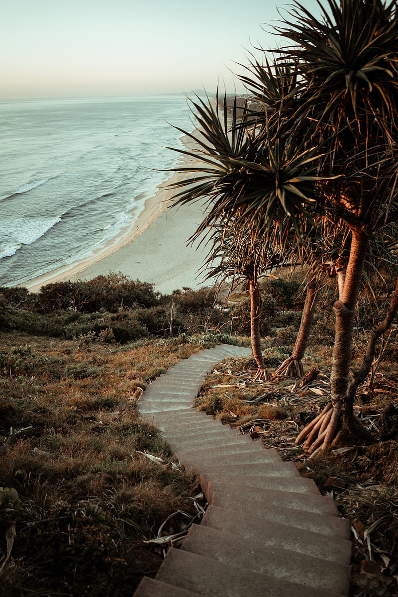 palm trees, stairs, ocean, HD phone wallpaper