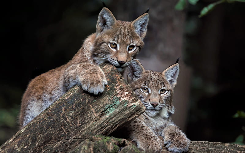 small lynx, wildlife, forest, cute animals, lynx, HD wallpaper