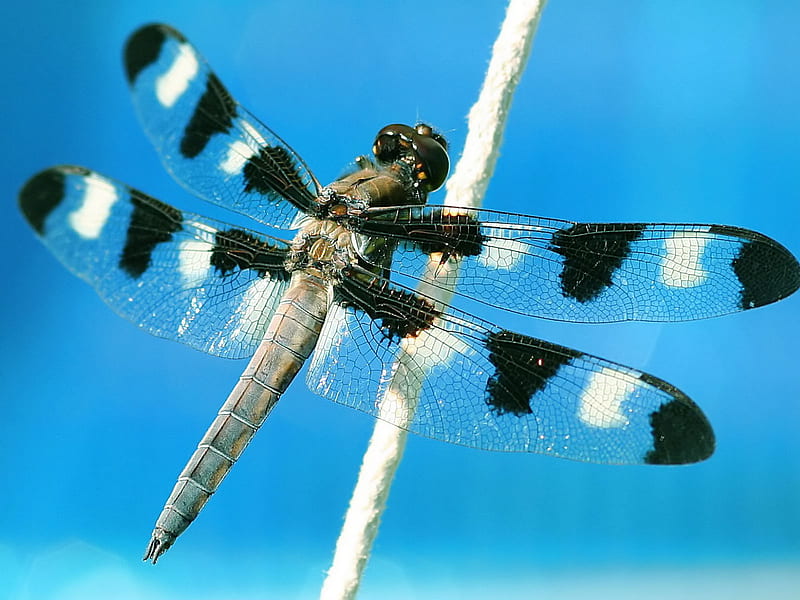 Widow Skimmer dragonfly . jpg, dragonfly, doublewings, skimmer, HD wallpaper