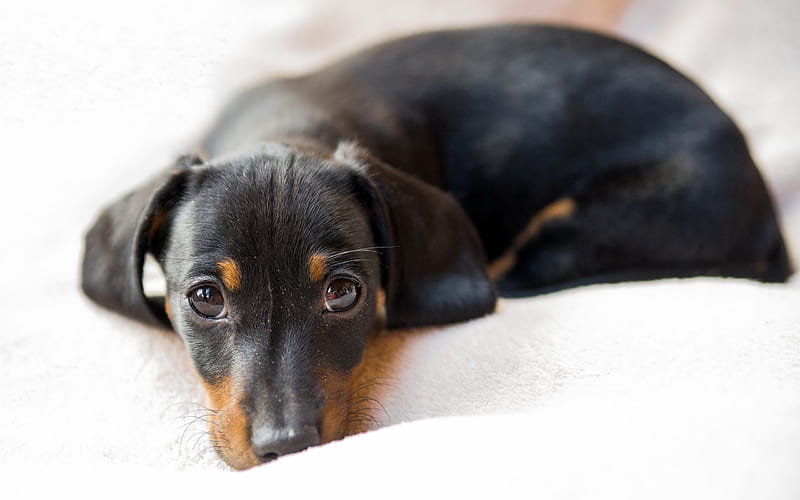Dachshund Dog, bokeh, close-up, dogs, sad dog, black dachshund, pets, cute animals, HD wallpaper