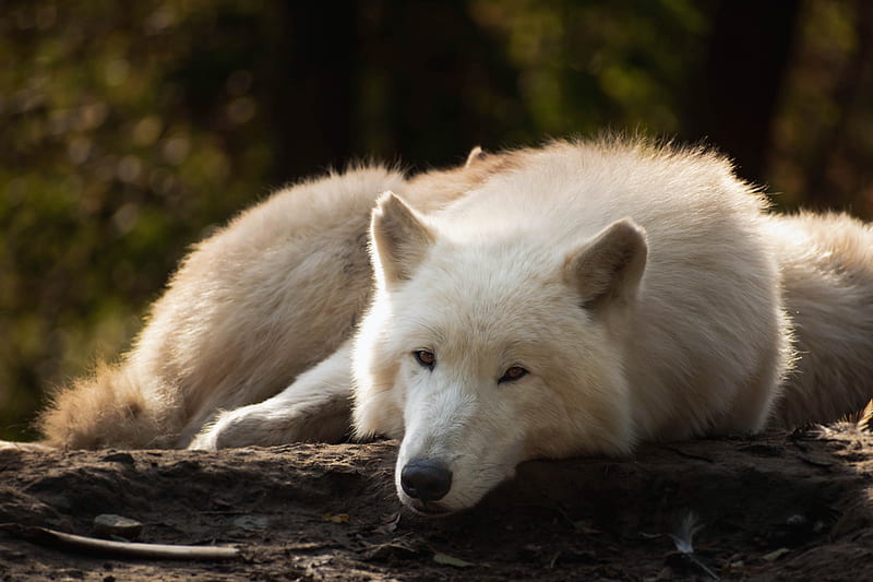 Animal, Arctic Wolf, White Wolf, Wildlife, Wolf, HD wallpaper