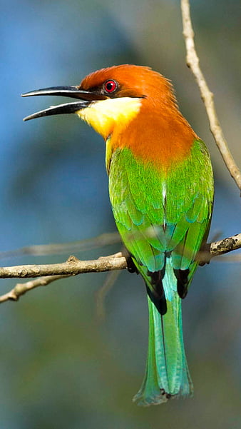 HD bee-eater wallpapers | Peakpx