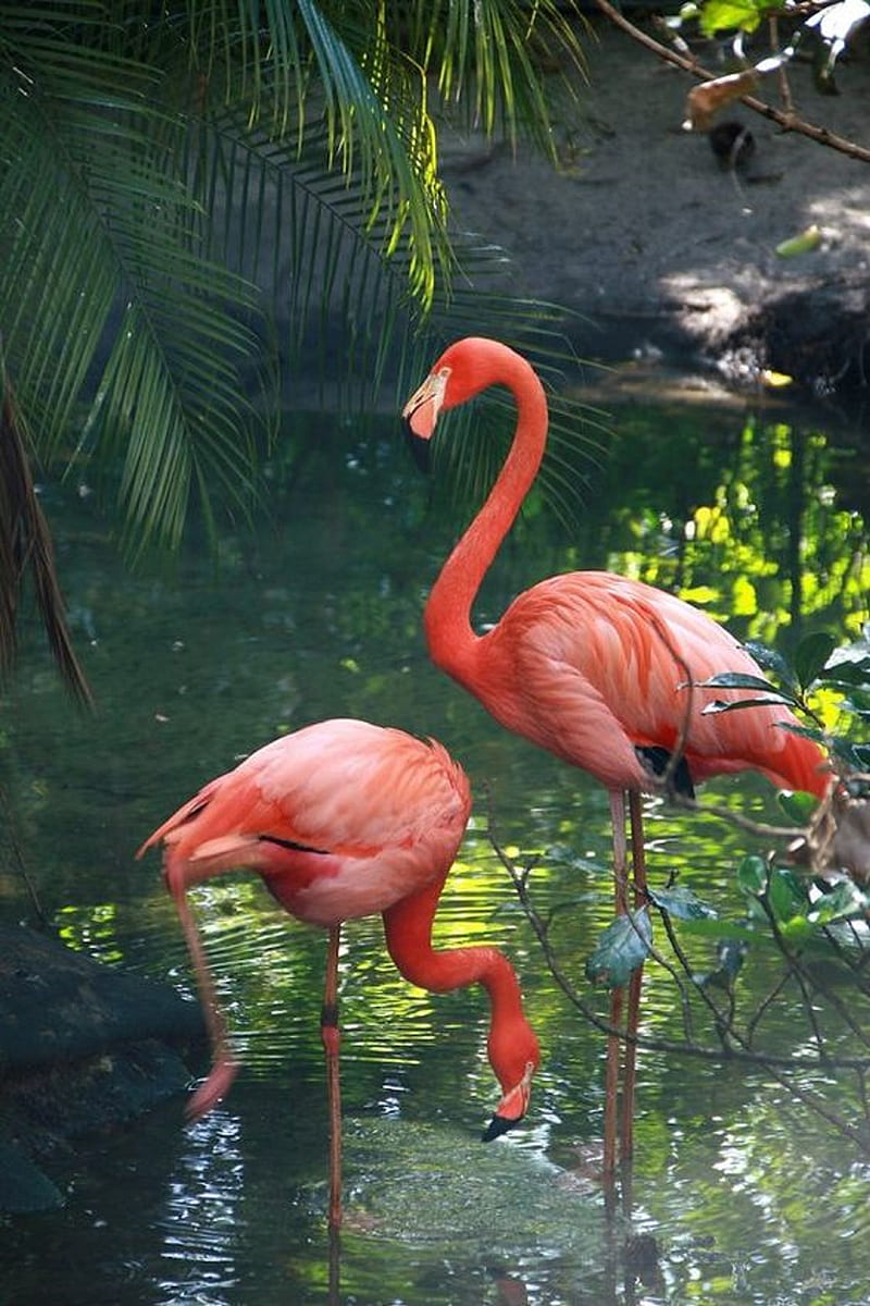 Flamingos, bird, flamingo, HD phone wallpaper