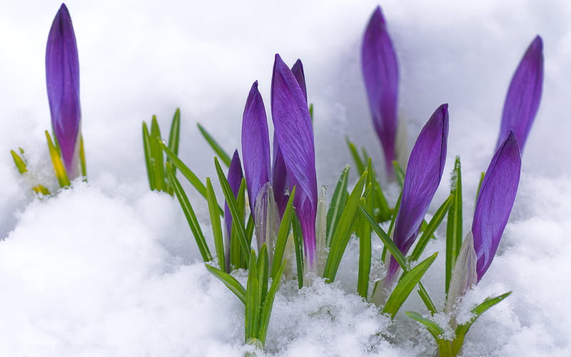 an early snow, spring, floral, winter, cold, graphy, green, purple, ice, flowers, beauty, nature, white, HD wallpaper