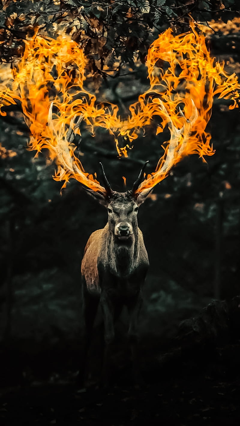 Animal, deer, hunting, buck, bucks, hunt, stag, white, tree, fire, HD phone wallpaper