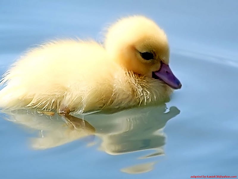 Sweet duckling, little, duck, yellow, single, sweet, HD wallpaper