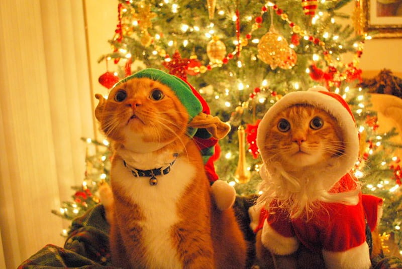 Christmas Cats, santa, christmas, cat, elf, HD wallpaper