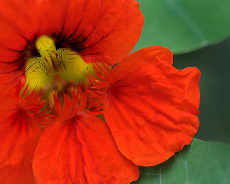 Red Nasturtium, flower, closeup, nasturtium, red, HD wallpaper