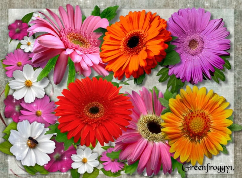 GERBERAS, ART, CREATION, FLOWERS, HD wallpaper | Peakpx