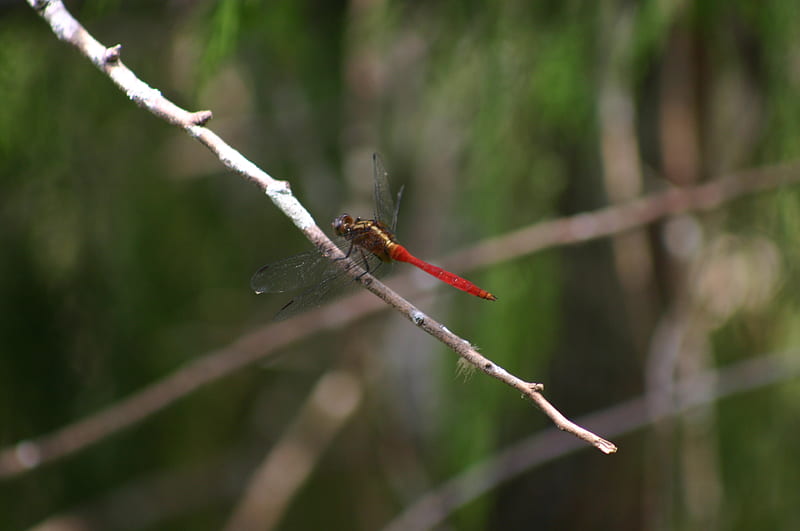 dragon fly, dragon fly in red, dragonfly resting, close up of dragonfly, tiny bug, HD wallpaper