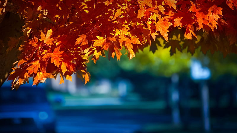Fall Season, autum, colors, tree, leaves, HD wallpaper