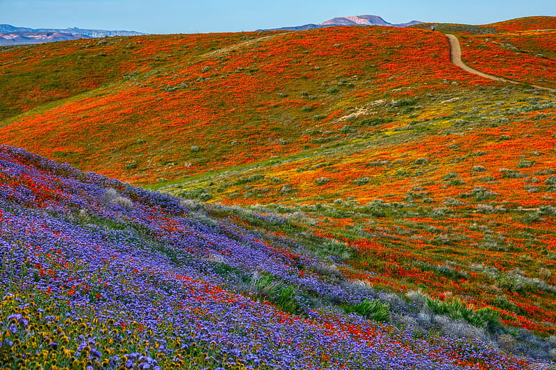 Flower Road, flowers, nature, sky, road, colorful, HD wallpaper | Peakpx