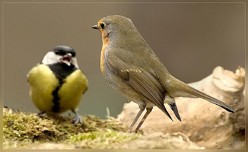 Quarrel., quarrel, great tit, robin, bird, HD wallpaper