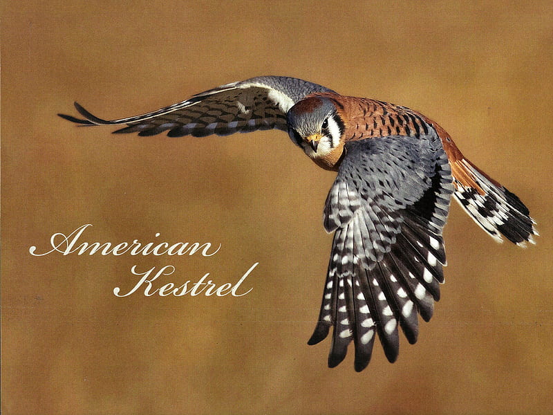 American Kestrel - Bird 1, flight, kestrel, american, animal, graphy, bird, avian, wildlife, hawk, HD wallpaper