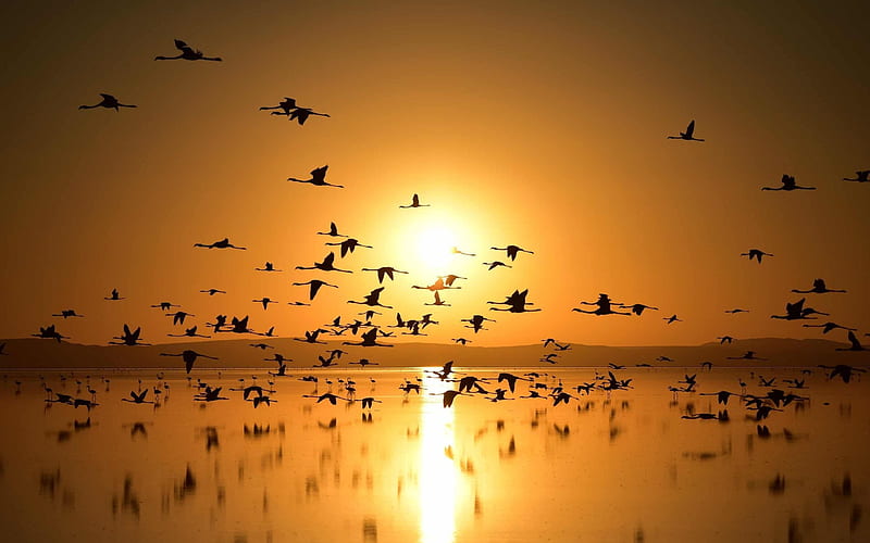 Lake Tuz, sunset, flamingos, wildlife, Turkey, Phoenicopterus, HD wallpaper