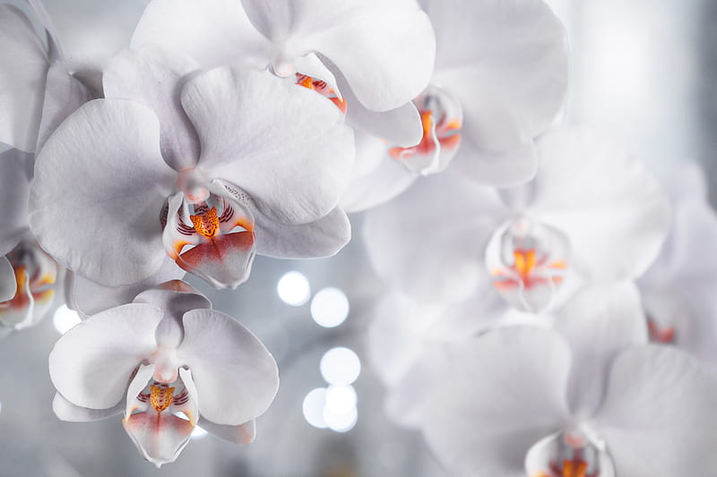 White Petaled Flowers, HD wallpaper