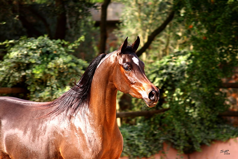 Pretty Arabian Head 1, pretty, silhouette, horses, arabian, HD wallpaper