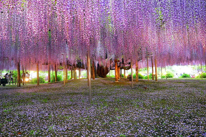 Cascades of beauty, grass, spring, wisteria, cascades, green, purple, beauty, petals, pink, HD wallpaper